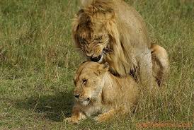 Documental de vida en la sabana despu&eacute;s de una tarde intensa de charla y gemidos con mis chicos en..