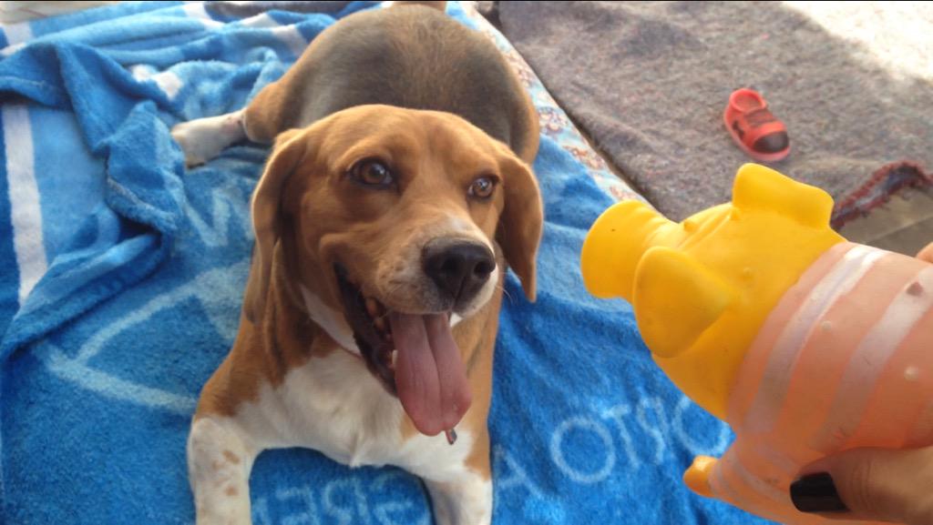 DaiaSchwengber's tweet photo. @beaglefreedom minha linda! #beagle #filhapet #UpgradeYourWorld #vote http://t.co/HL8r7a0Vo4