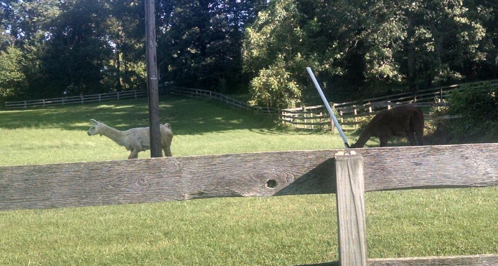 "Hey its Dario and Fiorella in llama form!"