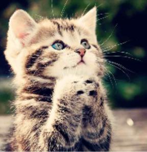 khadijabegum's tweet photo. @jamesmaslow praying like #FollowMeJames plz https://t.co/1ACDtXogGZ