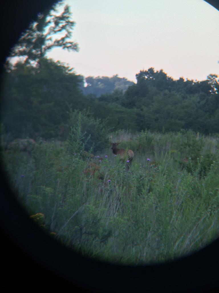 HuntingRb's tweet photo. Couple of our young bulls this evening http://t.co/nX8Uv2V9PC