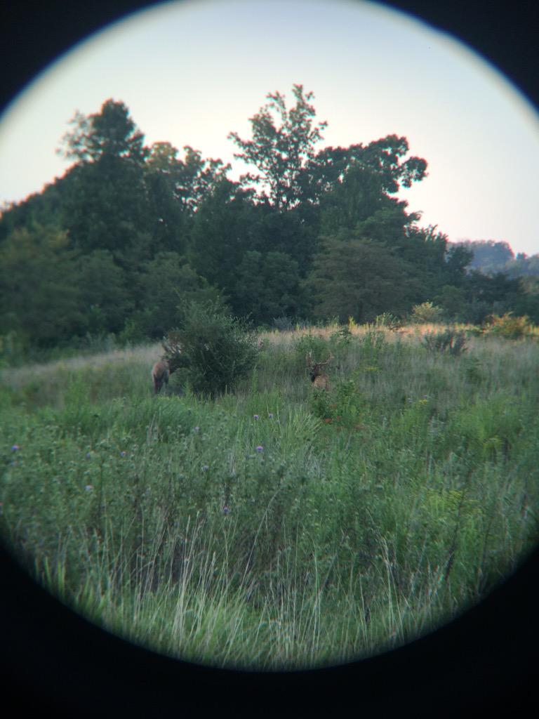 HuntingRb's tweet photo. Couple of our young bulls this evening http://t.co/nX8Uv2V9PC