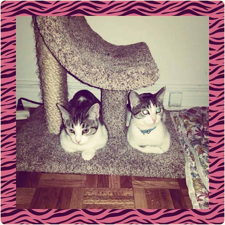 catcitysitters's tweet photo. Kiki andPippa #TheStumbleSisters #LitterMatesForLife #FosterKittens #CerebellarHypoplasia #CHCatsRule #CatCitySitters http://t.co/xCVGppsXYX
