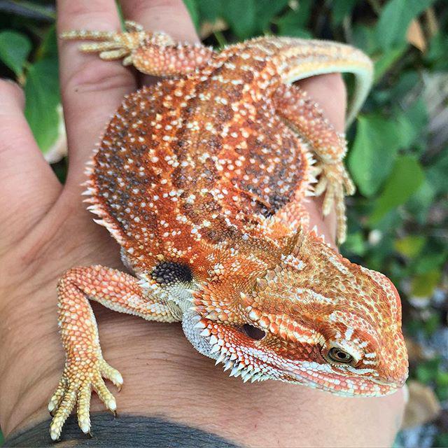 Reptiles on Twitter "Reptiles RT corona_dragons Rocky in some