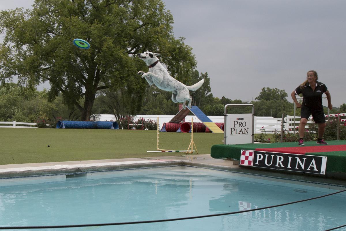 karlvweinrich's tweet photo. Had fun @Purina Farms today watching the dogs catch big air. http://t.co/1nMWOcbseh
