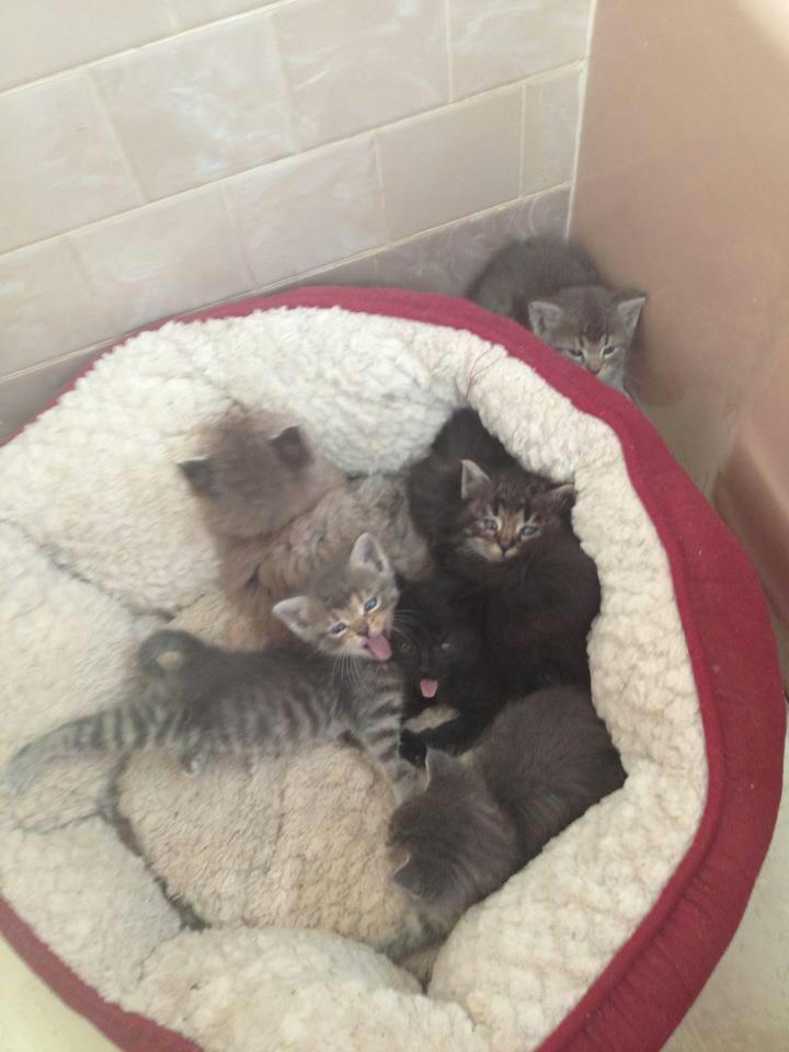 cute pets  (@cutepetsevryday) on Twitter photo 