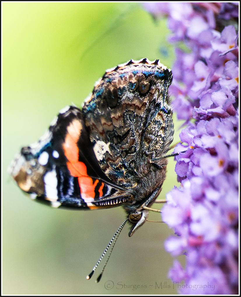 One of a zillion amazing things nature brings, cost nothing to view, we can see it when ever we choose,if we choose!