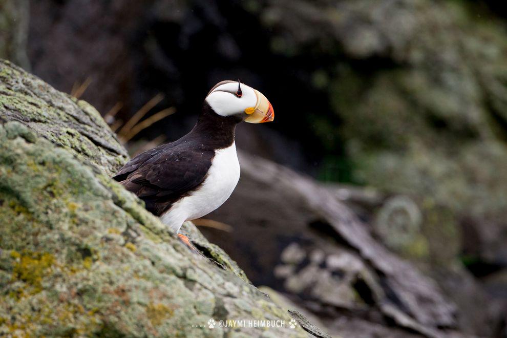 OfTimeAnd's tweet image. 4 fascinating facts about the puffin's clown-like beak bit.ly/1NqMPCu