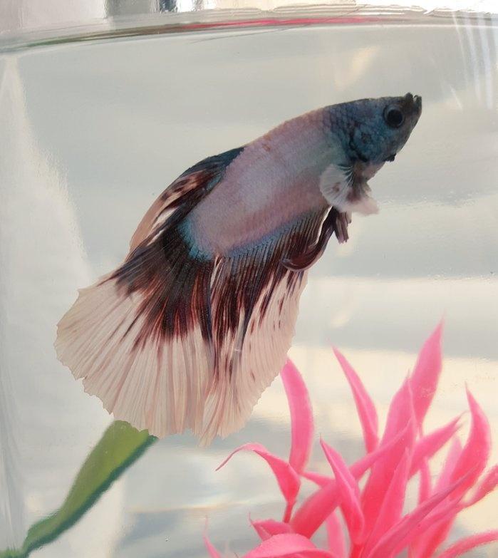 Beautiful beta fish! 🐟