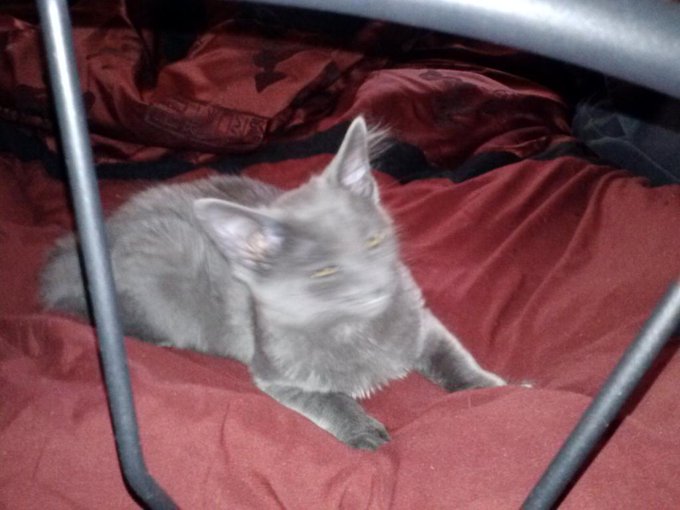 So I know y'all are gunna judge me but I got a kitten. Gizmo loves her and follows her all around the