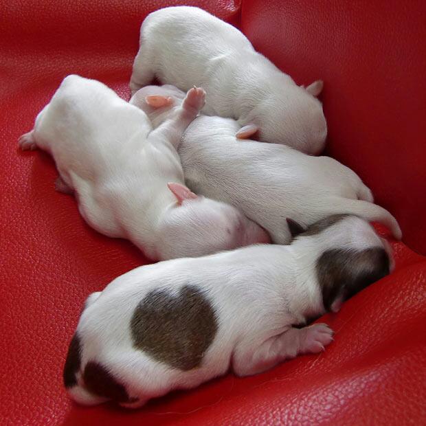 cute pets  (@cutepetsevryday) on Twitter photo 
