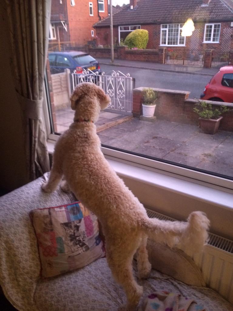 dogmania_ie's tweet photo. The pics of pooches on #postiewatch for their @rubyandduke doggyboxes are hilarious.Worth checking out. Look pawsome! http://t.co/7uoVhblNRB
