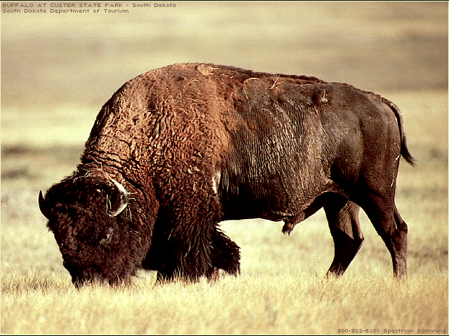 Kravitz76's tweet photo. #HornsUp!! #RunBuffaloedIn! #BuffaloRoaming http://t.co/wT1HeOXjmm