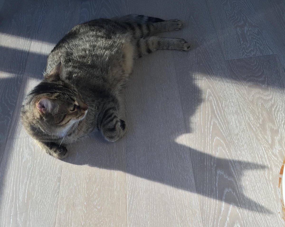 Raheem Kitty tweet media