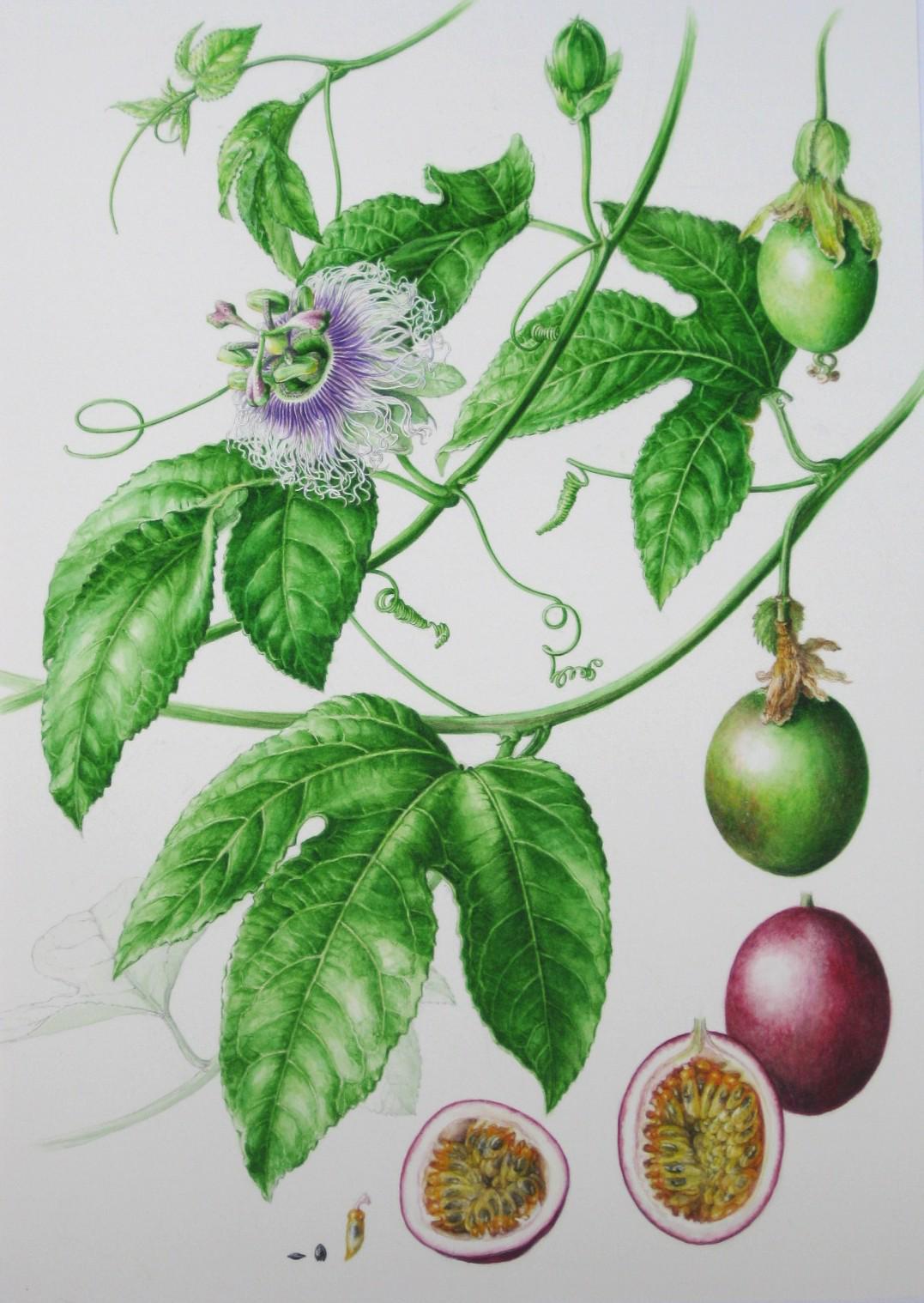 草木のこと Ar Twitter トケイソウ Passion Flower 花の子房柱を十字架 3つに分裂した雌しべを釘 副冠は茨の冠 5枚の花弁と萼は合わせて10人の使徒 巻きひげはムチ 葉は槍に見立てキリストの受難の花とされた パッション フルーツはその果実 Http T Co