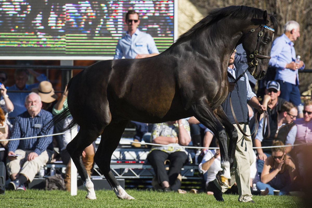 DarleyStallions's tweet photo. Thank you to all our clients and friends who attended yesterday's parade day at #Kelvinside. #GreatDay #ShowStealers http://t.co/U7gDsQZ6Ho