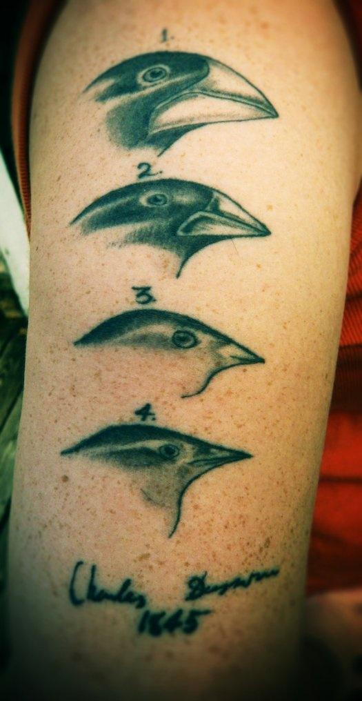 Darwin Tatouage on Tumblr: #animauxenlignes #animal #liner #tattoo #tatouage  #calavera #calaveratattoo #darwin #darwintatouage #d #rennes #ink #inked...