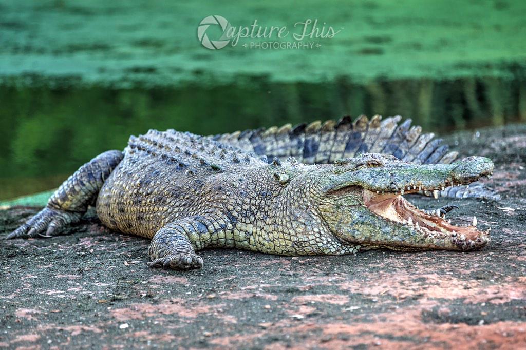 CaptureThis_P's tweet image. Malcolm Douglas Wilderness Park @broome_kimb @WestAustralia @explore_oz @austnorthwest @CanonAustralia @CameraHouse