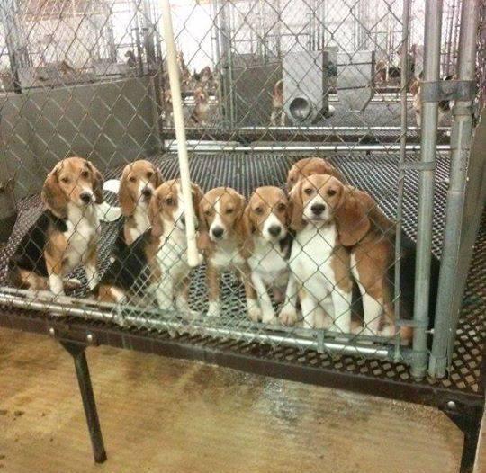 beaglefreedom's tweet image. Retweet to help us free these babies bred for animal testing! #vote @beaglefreedom #UpgradeYourWorld