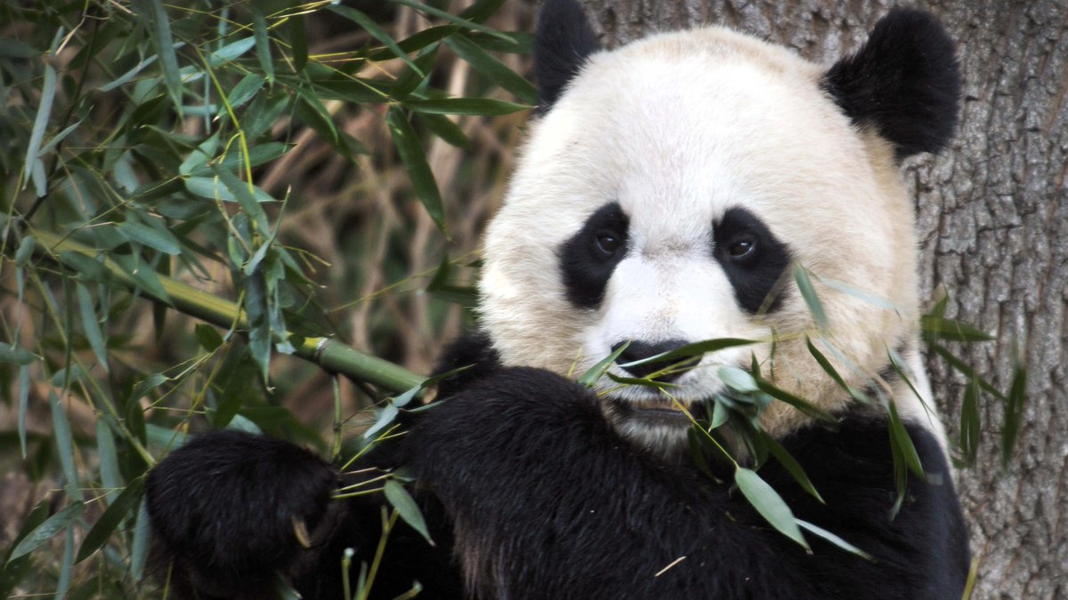 FoxNews's tweet photo. National Zoo panda gives birth to twins http://t.co/SwQ4jOvbss http://t.co/ovZAAUtq2U