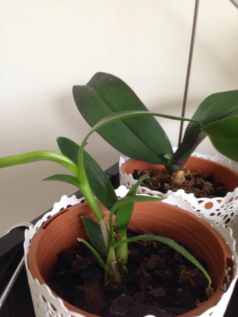 WesleyLeng's tweet photo. @MissOrchidGirl this dendrobium looks quite young to me... I don't know should I water it regularly or winter rest? http://t.co/i9nySF9Eye
