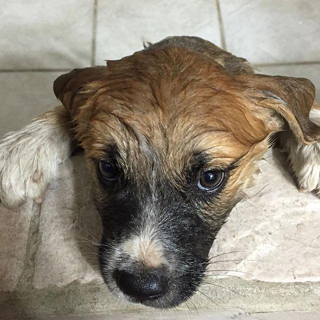 ChicoC1's tweet image. Act angry if you played in too much dirt today. #SkilletRoux #firstbath #worstbath #doglife ift.tt/1h52VEi