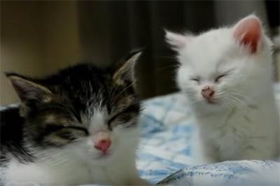 kukyoku's tweet photo. ネムネムの子猫ちゃんたちで
癒されちゃってください
 https://t.co/2Q1lzT51fl http://t.co/bbSDL6sFLB