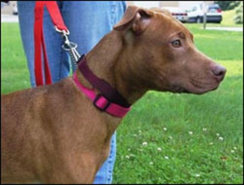 TeenTimesHH's tweet photo. CHOPSTICK is a gorgeous girl that was brought to us from Animal Control with her sister, Su... http://t.co/bLpStwoGPr http://t.co/u9VN9pt1XQ