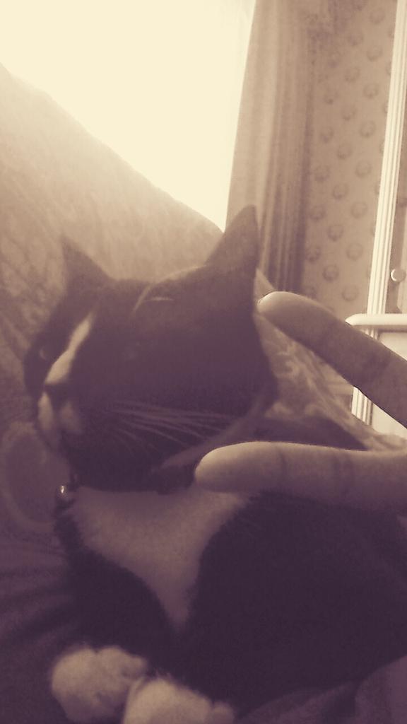 kookiesbiryani's tweet image. My cat looks so pissed off with me xD #iflookscouldkill #idbedead #butidgetreserrectedcosofjikook