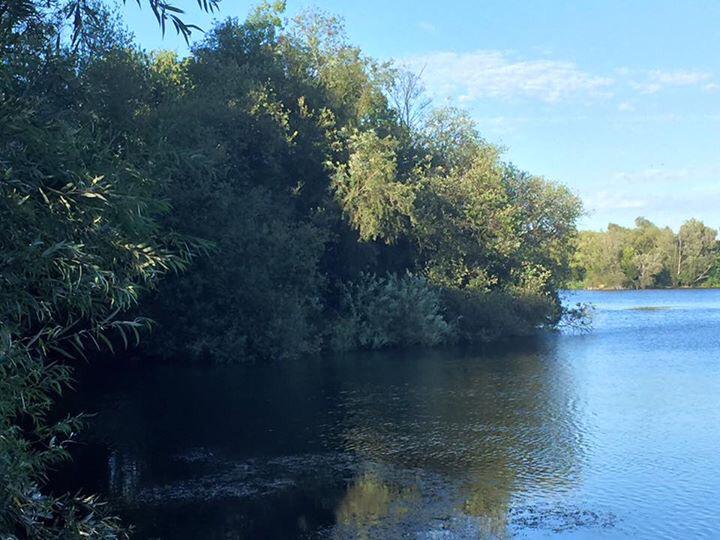 rich982's tweet image. RK Leisure Wrasbury one Jason's Swim  #TeamShenton #PromoMember #EvolutionCarpTackle  #NEB #QualityBaitMoreTakes