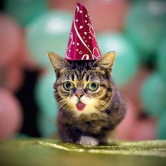 issuesascats's tweet photo. http://t.co/sP6PLHX27w