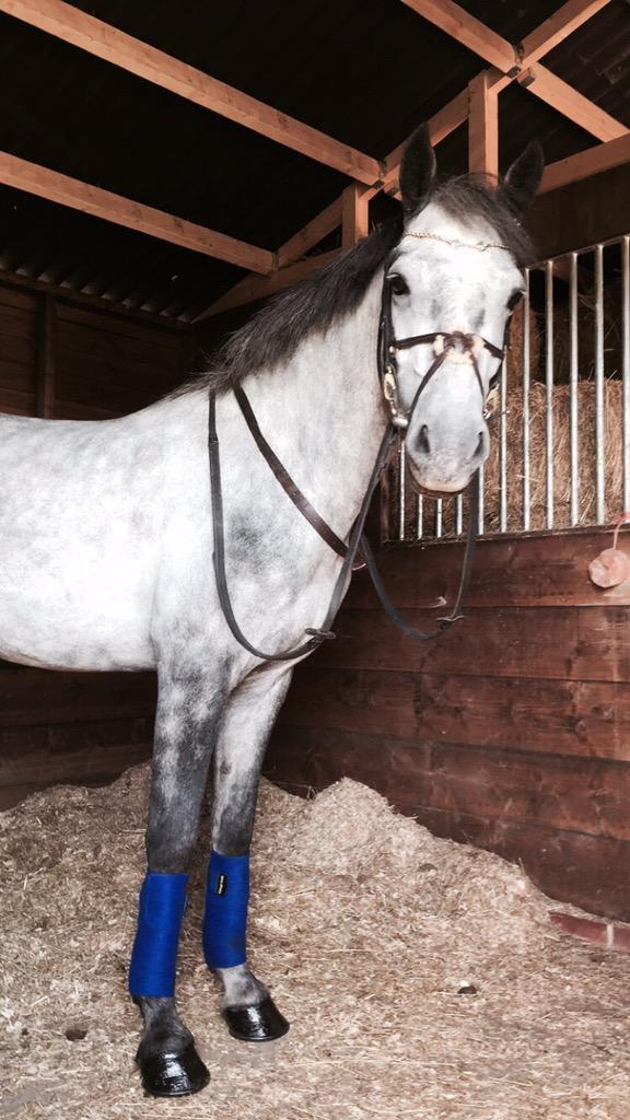 jessica_ablett's tweet photo. How can I sell this.... 😍😩 #handsome #eventpony http://t.co/mx4hbeYy5m