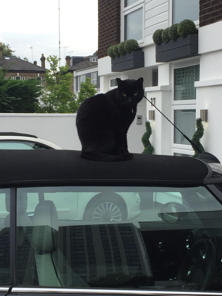 Kittycatcafeto's tweet photo. Meeting cats all over the world. This little guy crossed my path in London. http://t.co/TNzBmS8f5X