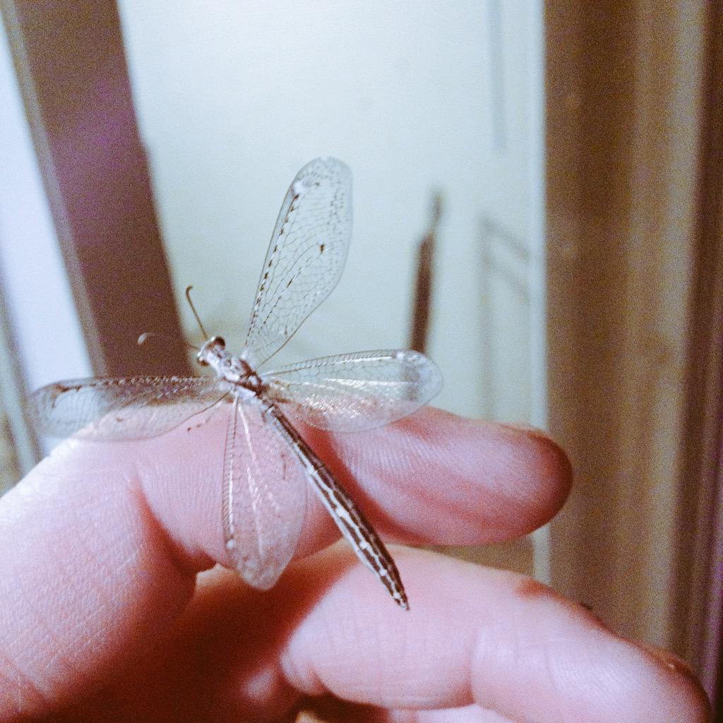 theonlygoodbug's tweet image. 