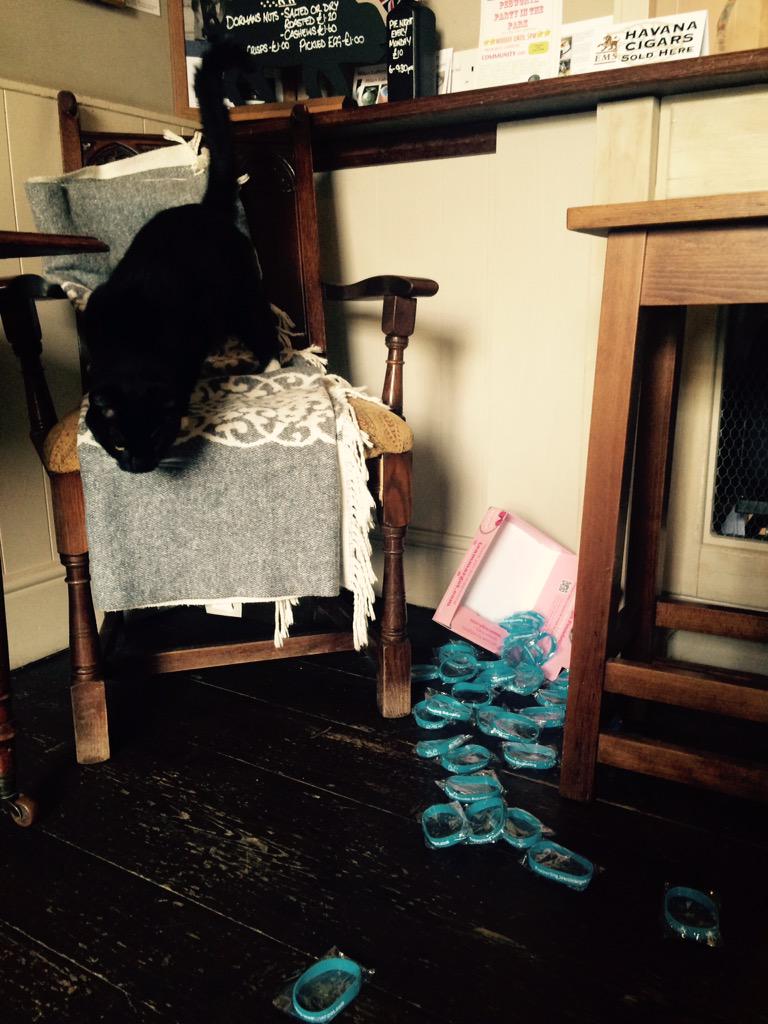 Mally The Ex Pub Cat tweet media
