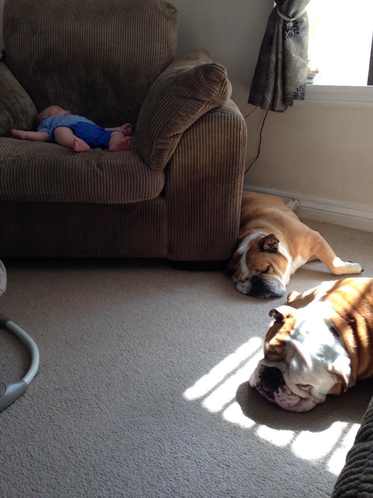 KiraTylerBully's tweet photo. All having a nap after a walk over the field #sleepysunday http://t.co/bl2EbqiAVu