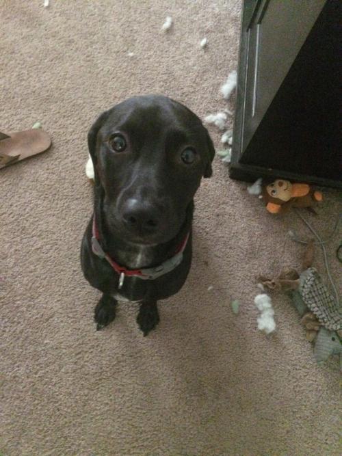 His ears disappear when he knows he's busted.
ziboff.com/story/3373/his…
#zib #ziboff #dog #doggy