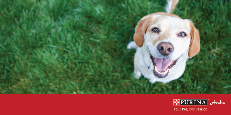 Pretreat time photo! Show us your moments using #PurinaArabia