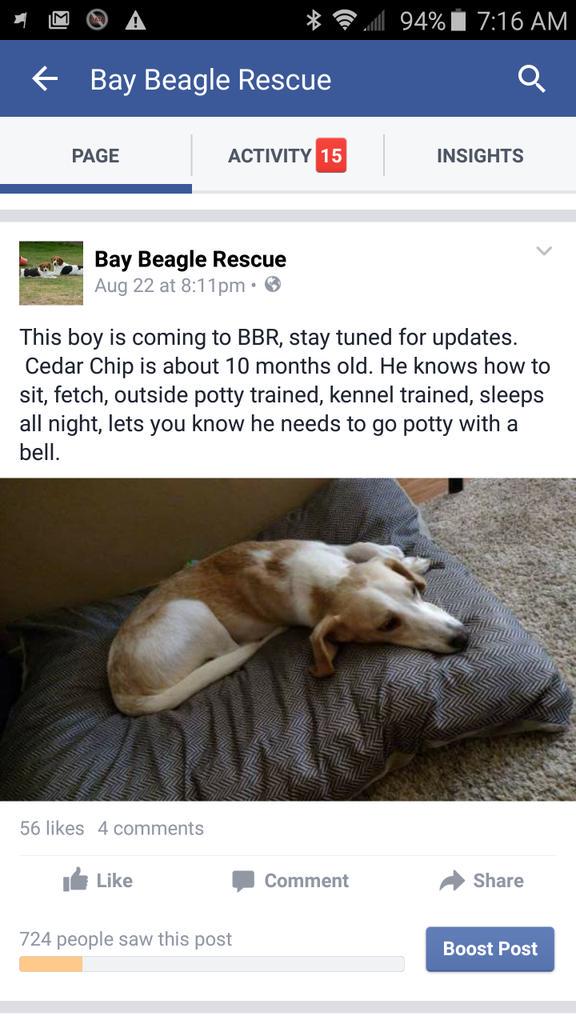 #lemon beagle #adopt
