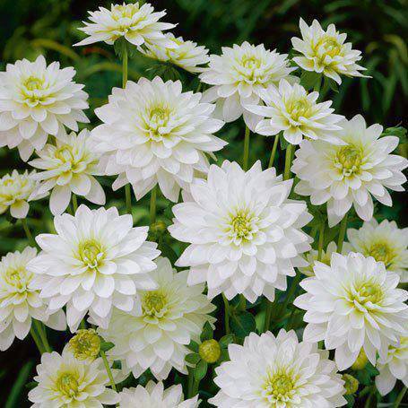 v_suhareff's tweet image. @Kasjanenkolga