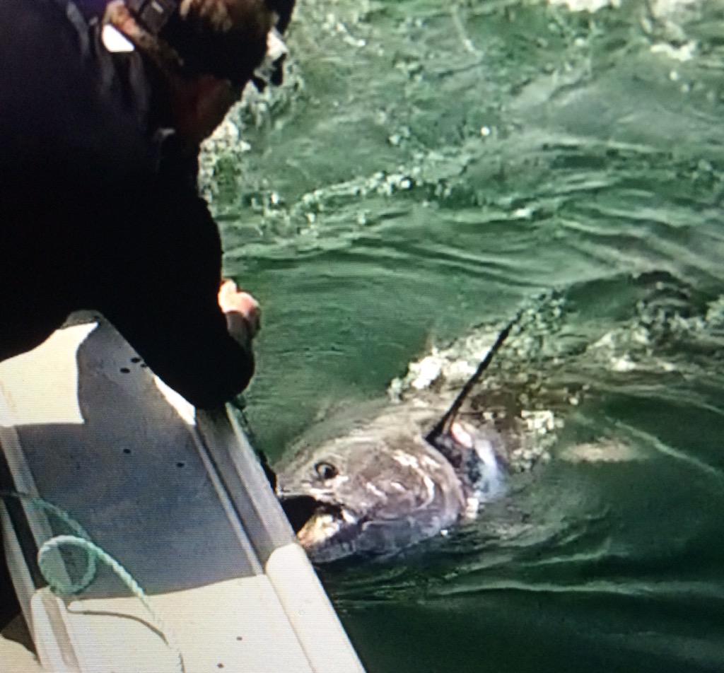 wildtunachartr's tweet photo. Great battle! Time to release back to the depths!
#tuna #fishing #pei #saltlife http://t.co/ooqwrcT6Ld