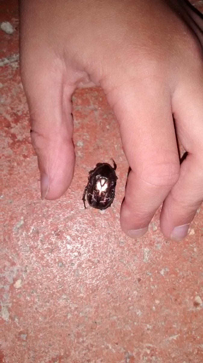 coe_family's tweet photo. hi @SteveBackshall we found this golden coloured bug in France (Indre-et-Loire region) Can you tell us what it is!?! http://t.co/3K8QiG3qjZ