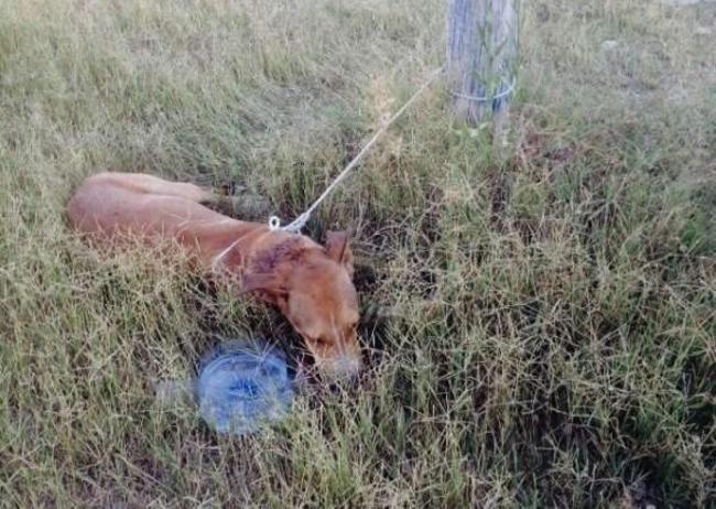 guardiacivil's tweet photo. #Colabora Si conoces al 💀👹👿 que apuñaló en a nuca a "Naif" en Adra #Almería ☎️ 062 http://t.co/bB90lWnp1W http://t.co/zCjLSdziuG