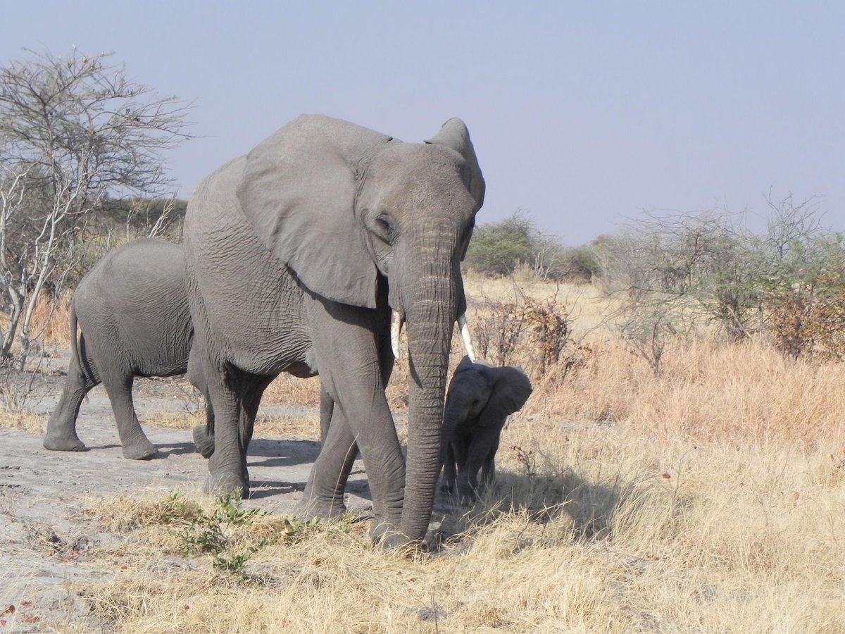peta's tweet photo. In 2003, the #SanDiegoZoo &amp; Tampa's #LowryParkZoo imported 11 captured African elephants from Swaziland. #BadZoos http://t.co/SA7z7RkZU8