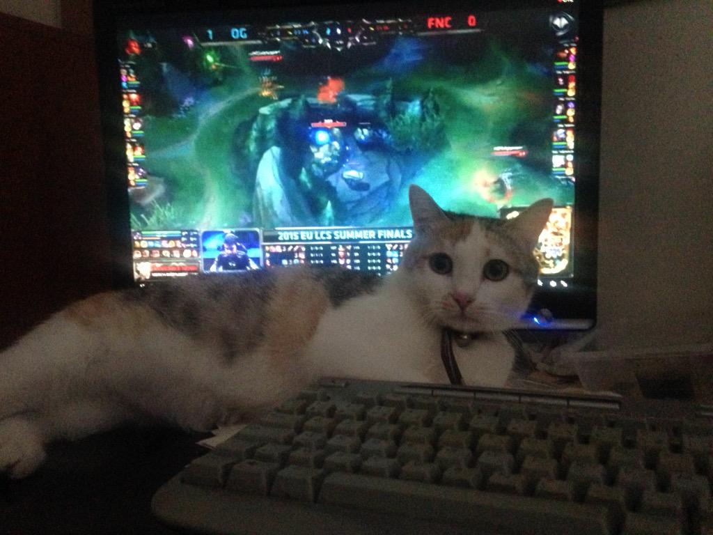 Le chat aussi devant OG vs Fnatic avec <a href="/LegeLoL/">Lege :</a> et <a href="/Tweekzila/">Tweekz</a> !