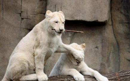 Jasminacengiz's tweet photo. Dur aşkım kızlar geçsin http://t.co/YLOBd06mnJ