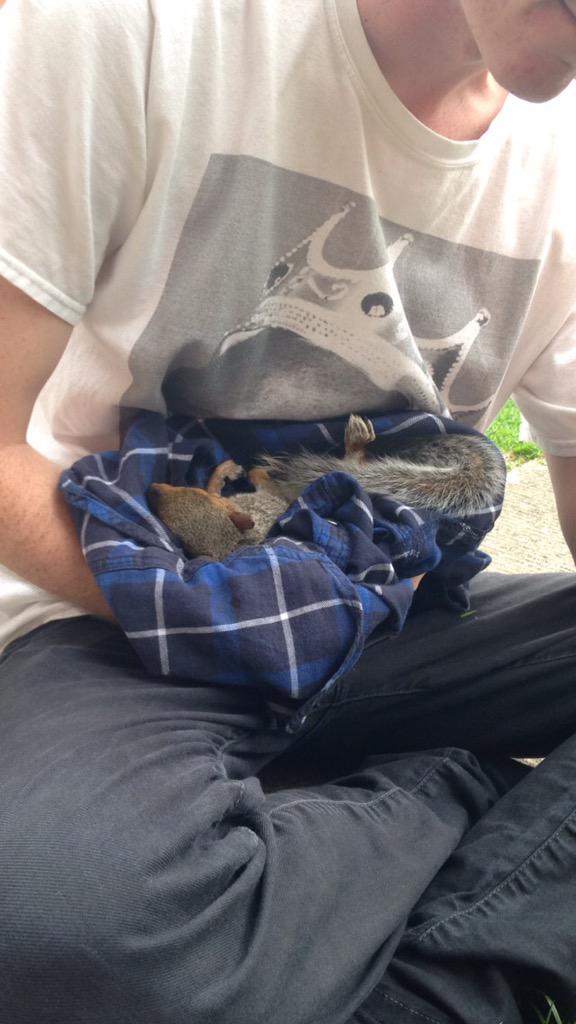 Harriet013's tweet photo. My brother found a squirrel on the side of the road and has decided to bring it home 😅🙈 http://t.co/vFZmSeY7xH