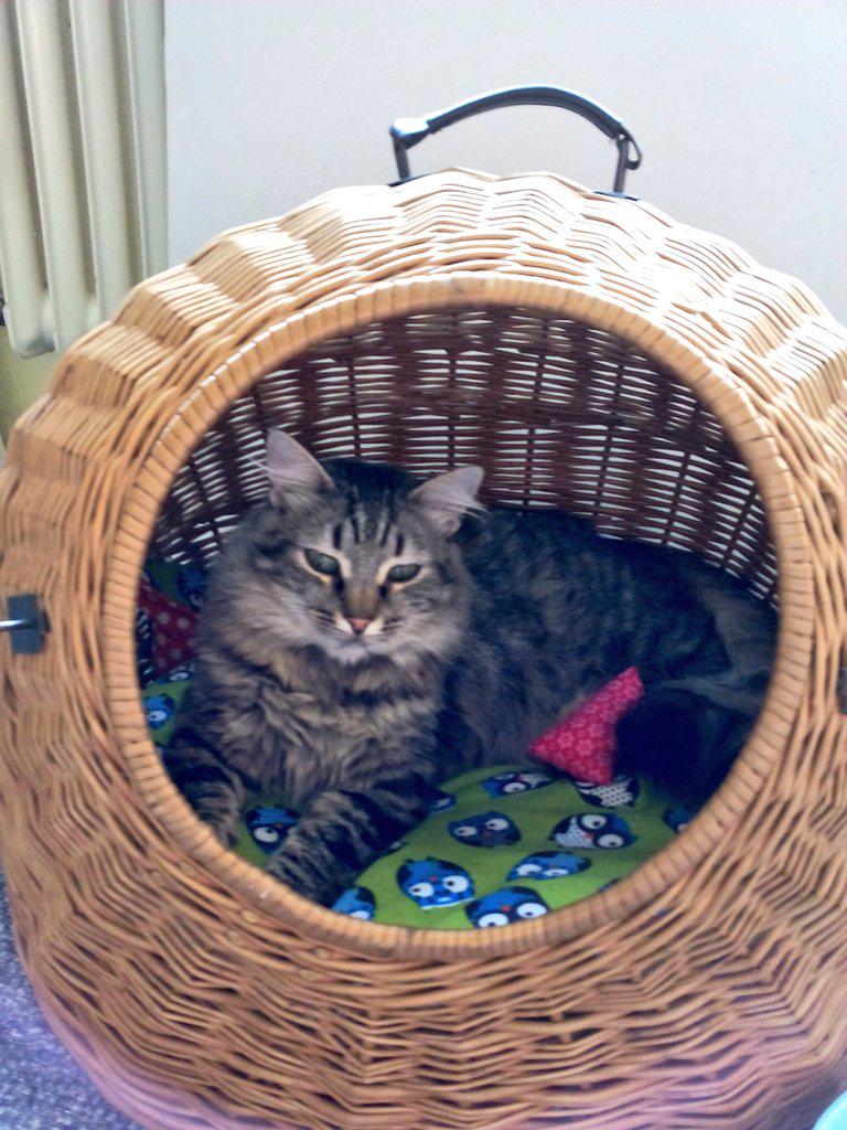 I know it's #CatBoxSunday, but to me, it's #CatBasketSunday 😸💜😸💜 Thanks mom, it's cozy and fun 😻💜😻💜