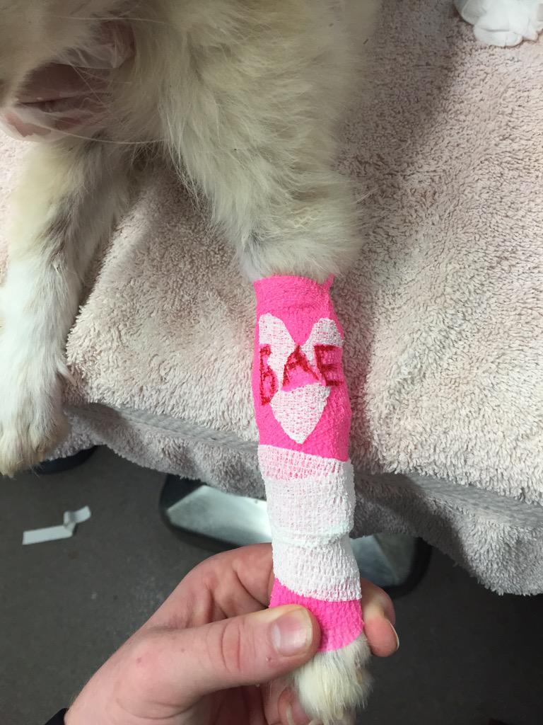 JayBelich's tweet photo. #vettechthings decorating an IV catheter wrap 💁🏻❤️ http://t.co/yZ9bhgVjOK