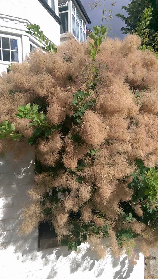 garywilton1's tweet photo. Please name this bush @GFriendsNW2 #greenfingers #gardenersworld http://t.co/akJ06wtwcv